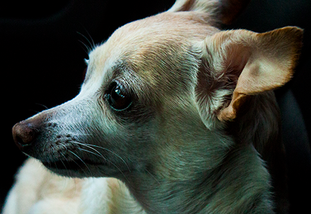 Brittany, the Chihuahua