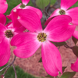 Pink Dogwood bloom Fair