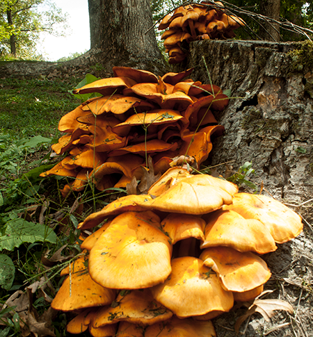 Orange Tree Fungus