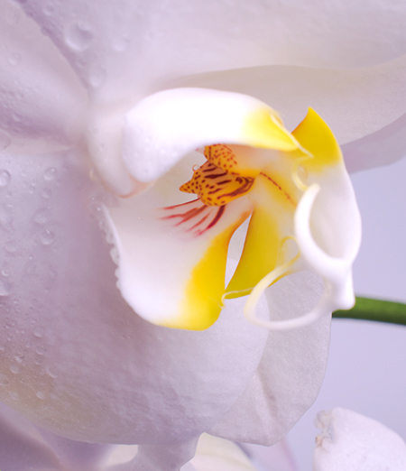 Orchid flower