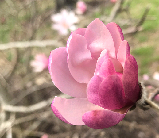 Pink FLower on Spring Blooming bush
