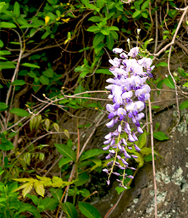Vine with purple flowers haning on road side bluff