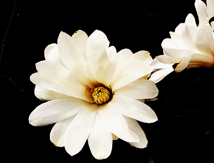 White Flower